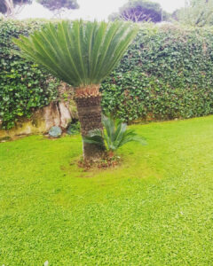 Palma-in-giardino